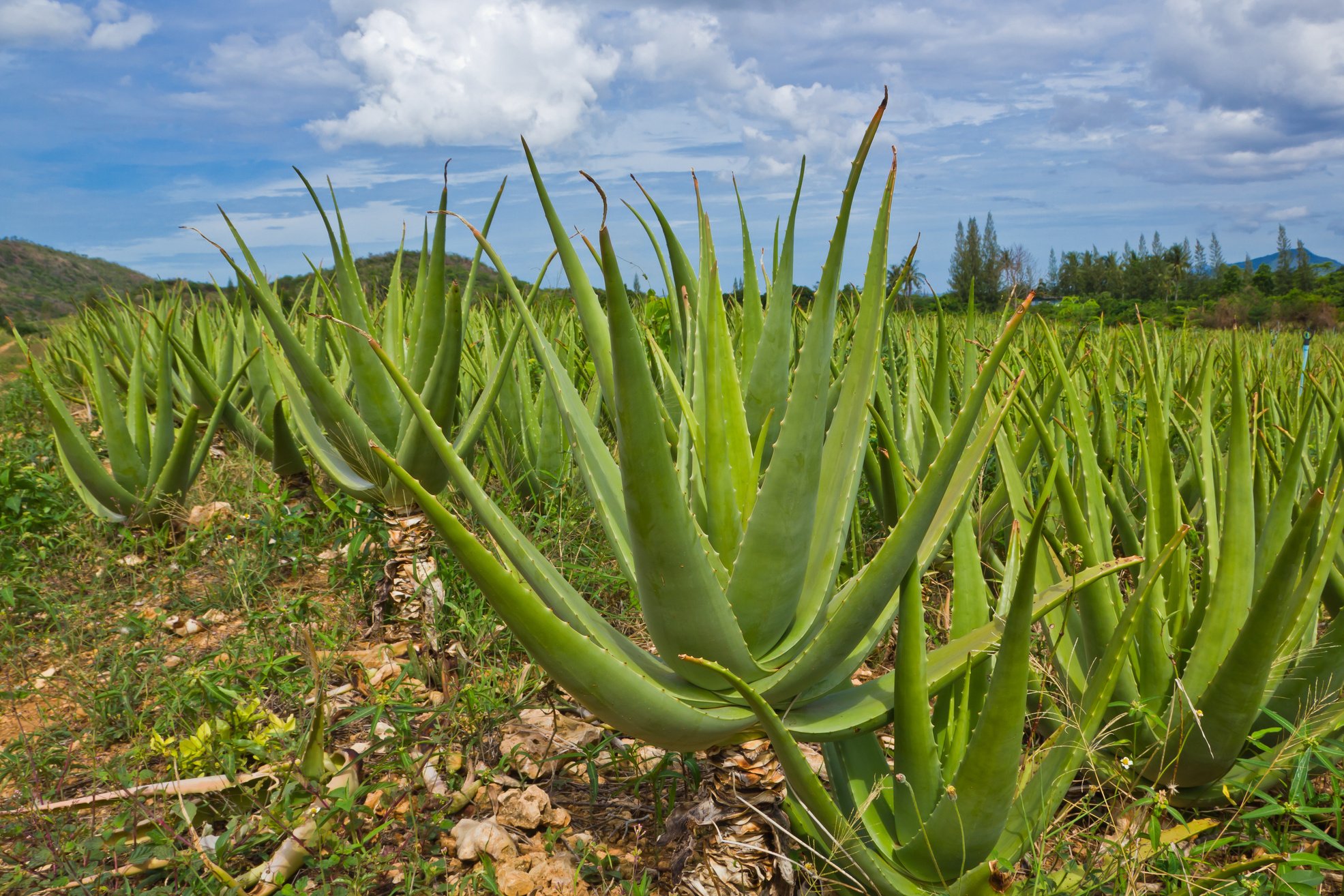 Aloe vera plantation